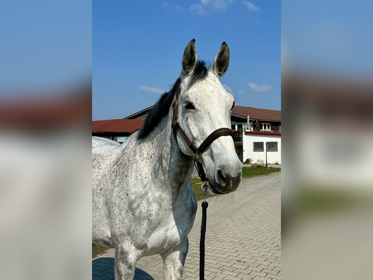 Koń oldenburski Klacz 9 lat 172 cm Siwa in Weisendorf