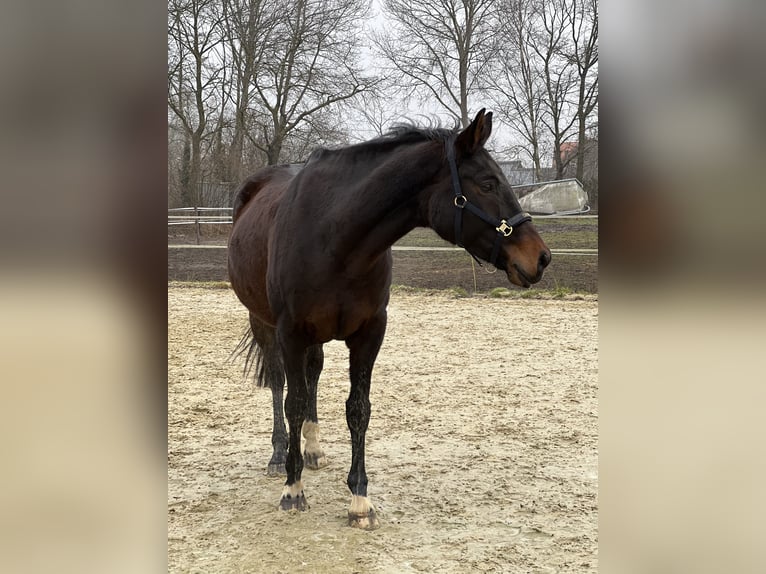 Koń oldenburski Klacz 9 lat 173 cm Ciemnogniada in Saerbeck