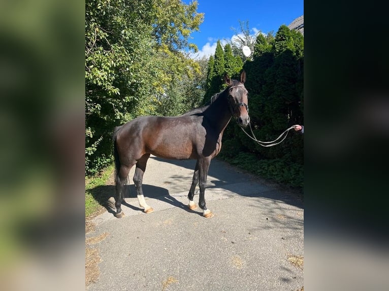 Koń oldenburski Klacz 9 lat 173 cm Ciemnogniada in Brilon