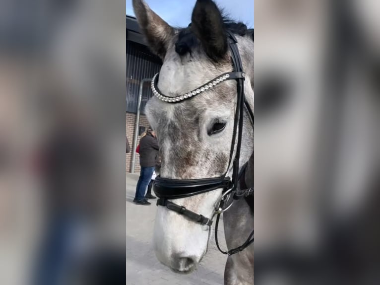 Koń oldenburski Klacz 9 lat 173 cm Siwa in Westerkappeln