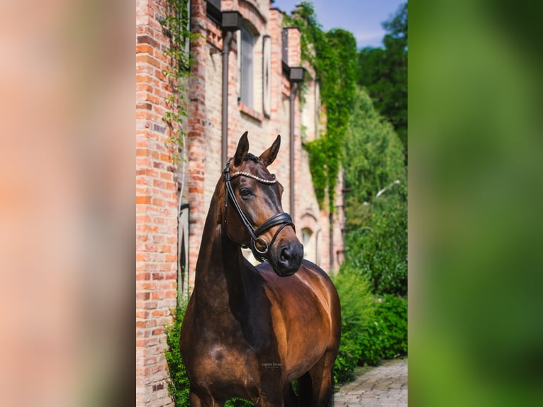 Koń oldenburski Klacz 9 lat 174 cm Ciemnogniada in Schäpe