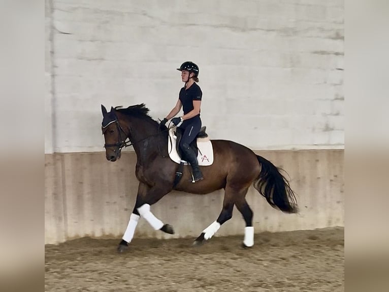 Koń oldenburski Klacz 9 lat 174 cm Gniada in Kottingbrunn