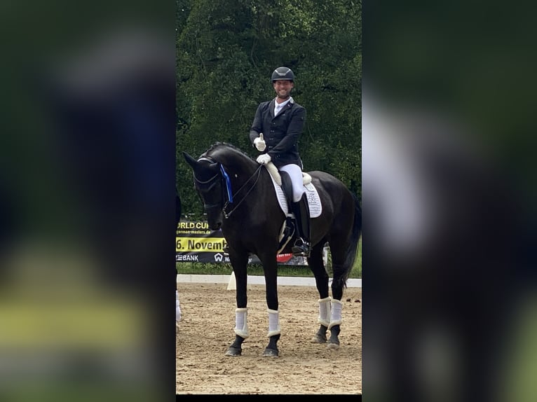 Koń oldenburski Klacz 9 lat 174 cm Kara in Sulzbach am Main