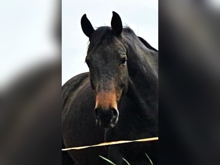 Koń oldenburski Klacz 9 lat 176 cm Ciemnogniada in Isny im Allgäu