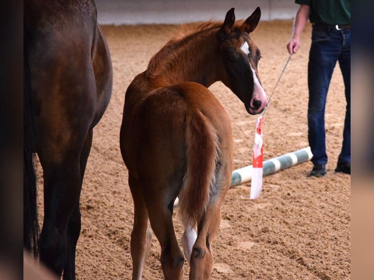Koń oldenburski Klacz 9 lat 176 cm Ciemnogniada in Isny im Allgäu