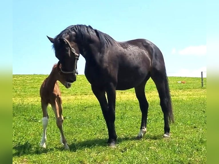 Koń oldenburski Klacz 9 lat 176 cm Ciemnogniada in Isny im Allgäu