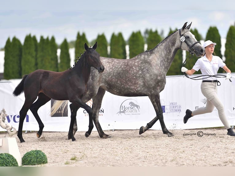 Koń oldenburski Klacz Źrebak (01/2025) 137 cm Siwa in Gogo&#x142;owa