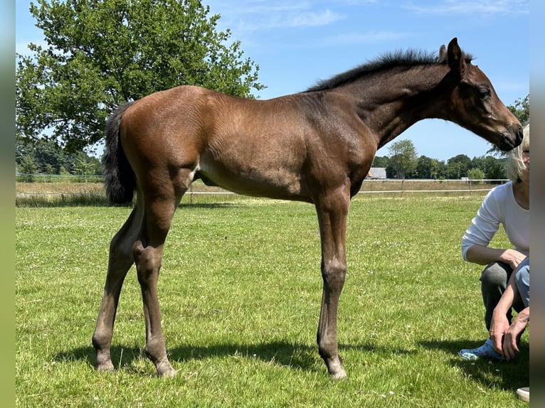 Koń oldenburski Klacz  165 cm Ciemnogniada in Bad Zwischenahn