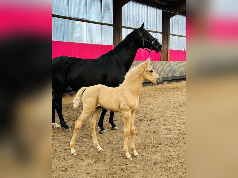 Koń oldenburski Klacz Źrebak (05/2024) 165 cm Cremello in Wiesmoor