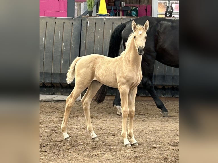 Koń oldenburski Klacz Źrebak (05/2024) 165 cm Cremello in Wiesmoor