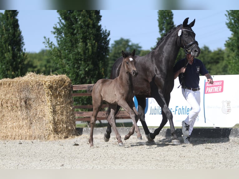 Koń oldenburski Klacz  165 cm Kara in Zierenberg
