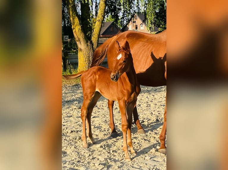Koń oldenburski Klacz Źrebak (05/2026) 165 cm Kasztanowata in Alpen
