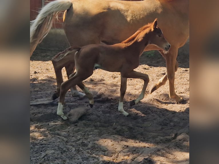 Koń oldenburski Klacz  165 cm Kasztanowata in Garrel