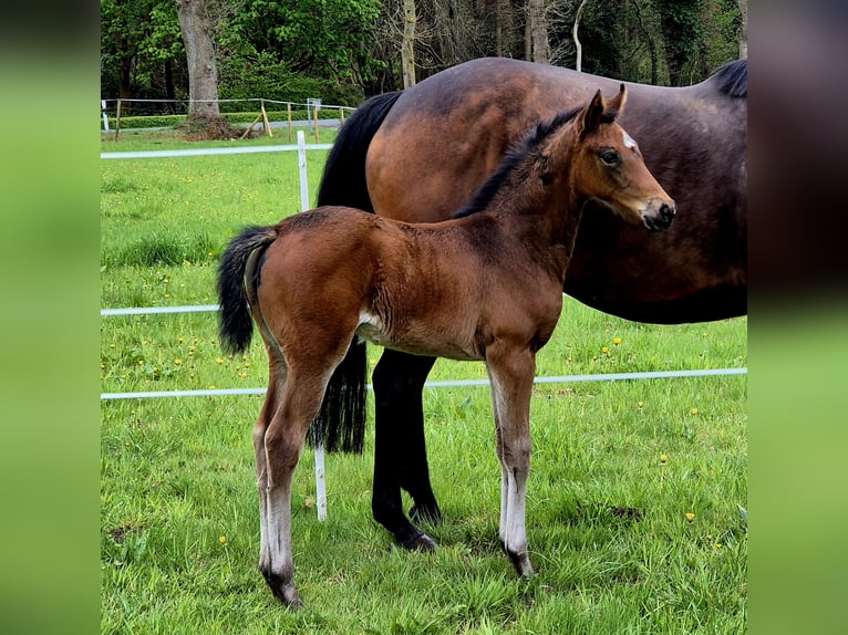 Koń oldenburski Klacz  168 cm Ciemnogniada in Westerstede