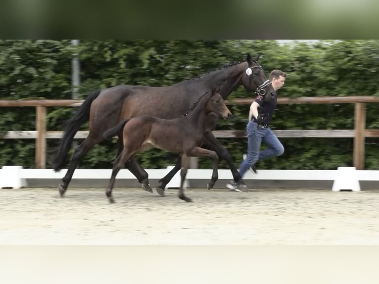 Koń oldenburski Klacz  168 cm Ciemnogniada in Gro&#xDF;efehn Bagband