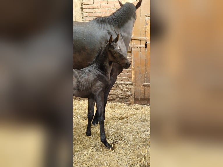 Koń oldenburski Klacz Źrebak (05/2026) 168 cm Kara in Bramsche
