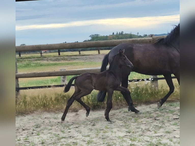 Koń oldenburski Klacz Źrebak (05/2026) 168 cm Kara in Bramsche