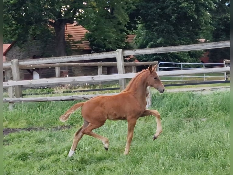 Koń oldenburski Klacz Źrebak (04/2026) 168 cm  in Bramsche