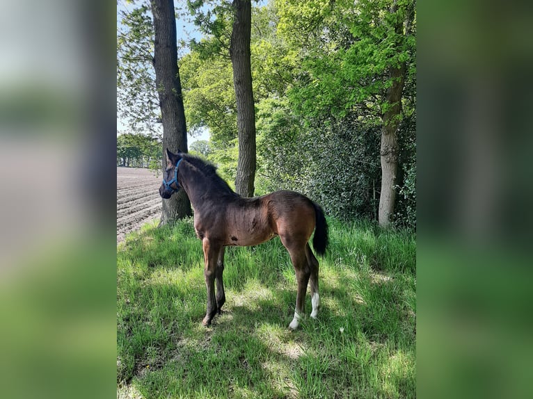 Koń oldenburski Klacz  169 cm Ciemnogniada in Emlichheim