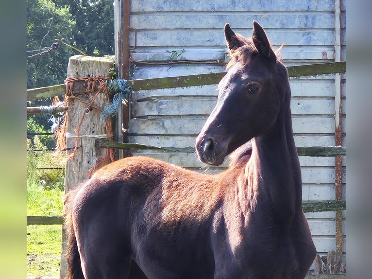 Koń oldenburski Klacz Źrebak (06/2024) 169 cm Kara in Ehrenburg