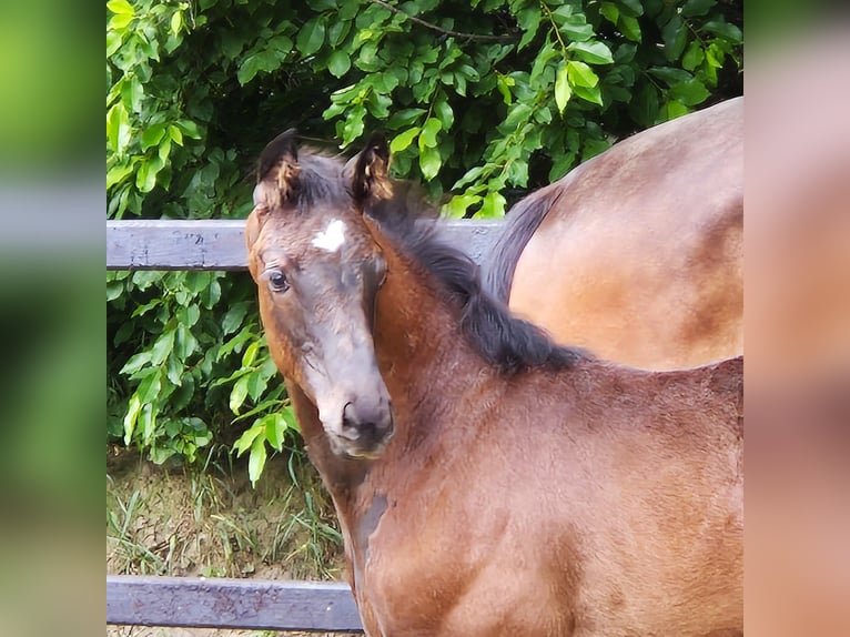 Koń oldenburski Klacz Źrebak (03/2024) 169 cm Kara in Emstek