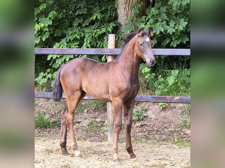 Koń oldenburski Klacz Źrebak (03/2024) 169 cm Kara in Emstek