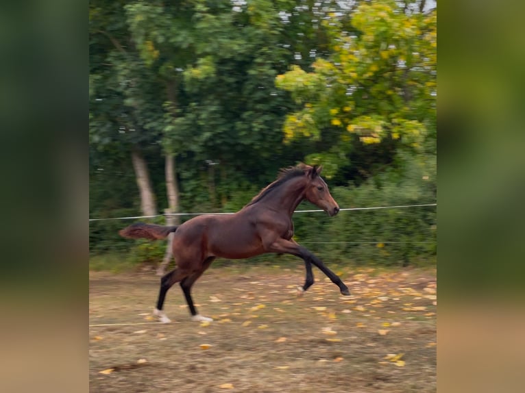 Koń oldenburski Klacz Źrebak (04/2025) 170 cm Ciemnogniada in Helmsdorf