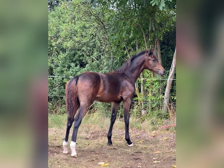 Koń oldenburski Klacz Źrebak (04/2025) 170 cm Ciemnogniada in Helmsdorf
