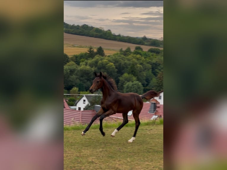 Koń oldenburski Klacz Źrebak (04/2025) 170 cm Ciemnogniada in Helmsdorf