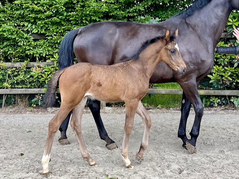 Koń oldenburski Klacz Źrebak (05/2024) 170 cm Ciemnogniada in Drantum