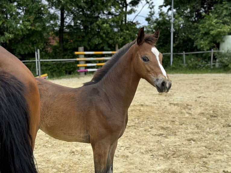 Koń oldenburski Klacz Źrebak (03/2024) 170 cm Ciemnogniada in Neuenkirchen