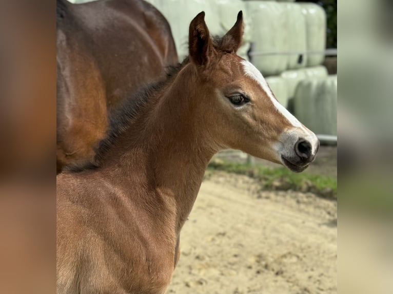 Koń oldenburski Klacz Źrebak (03/2024) 170 cm Ciemnogniada in Neuenkirchen