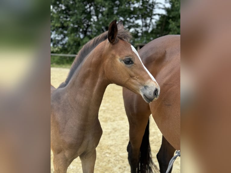 Koń oldenburski Klacz Źrebak (03/2024) 170 cm Ciemnogniada in Neuenkirchen