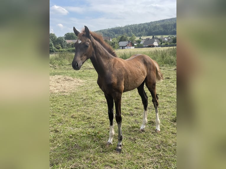 Koń oldenburski Klacz Źrebak (04/2024) 170 cm Ciemnokasztanowata in Bad Münder am Deister