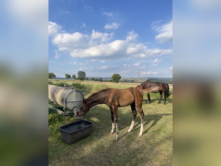 Koń oldenburski Klacz Źrebak (04/2024) 170 cm Ciemnokasztanowata in Bad Münder am Deister