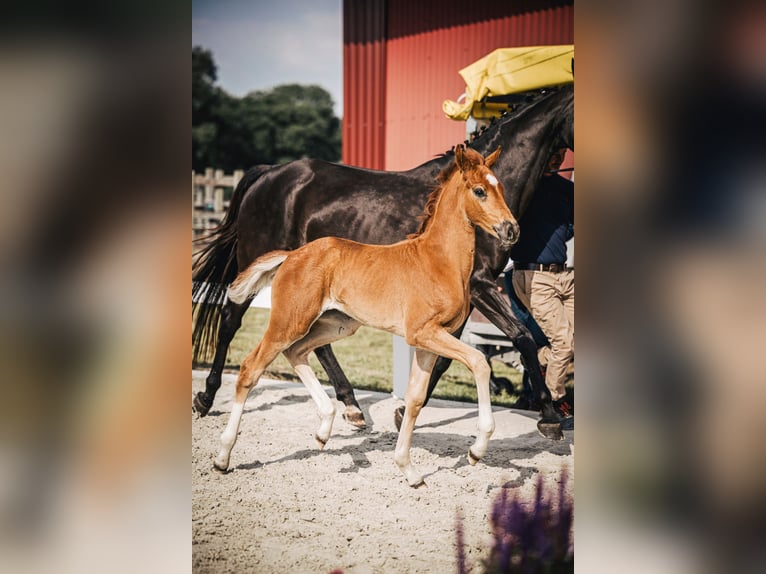 Koń oldenburski Klacz Źrebak (04/2024) 170 cm Ciemnokasztanowata in Bad Münder am Deister