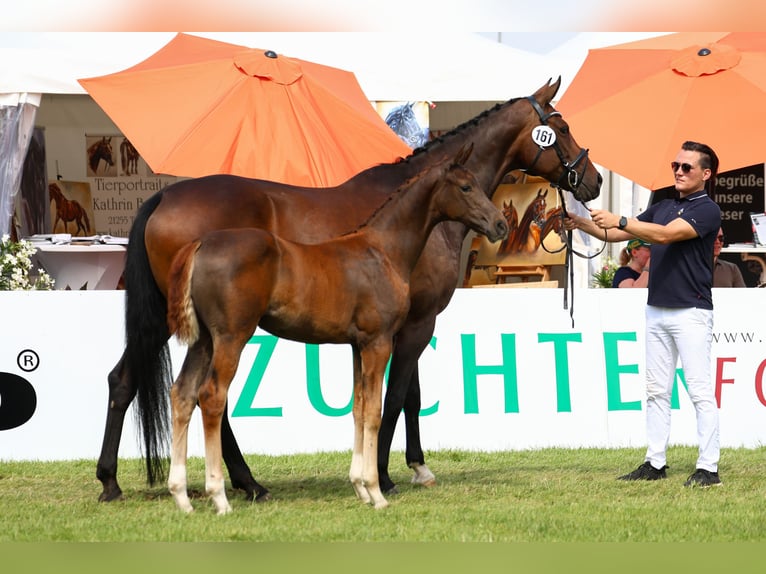 Koń oldenburski Klacz Źrebak (04/2024) 170 cm Ciemnokasztanowata in Eschenburg