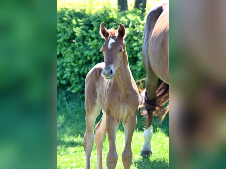 Koń oldenburski Klacz Źrebak (05/2024) 170 cm Ciemnokasztanowata in Usedom