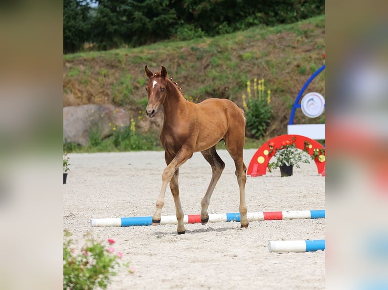 Koń oldenburski Klacz Źrebak (05/2024) 170 cm Ciemnokasztanowata in Usedom