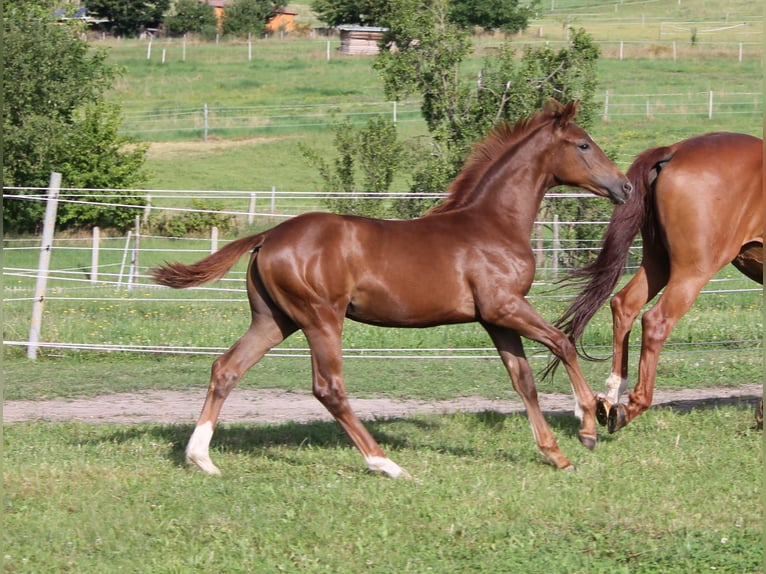 Koń oldenburski Klacz Źrebak (03/2024) 170 cm Ciemnokasztanowata in Trockenborn