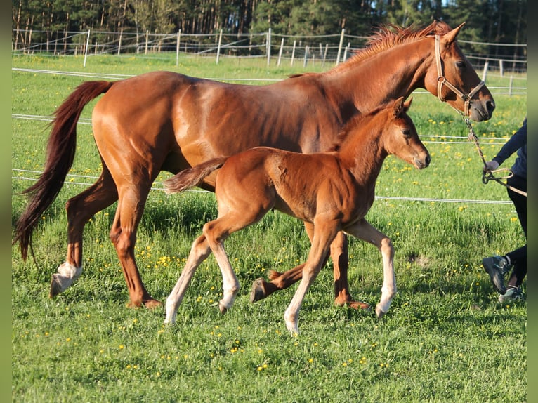 Koń oldenburski Klacz  170 cm Ciemnokasztanowata in Trockenborn