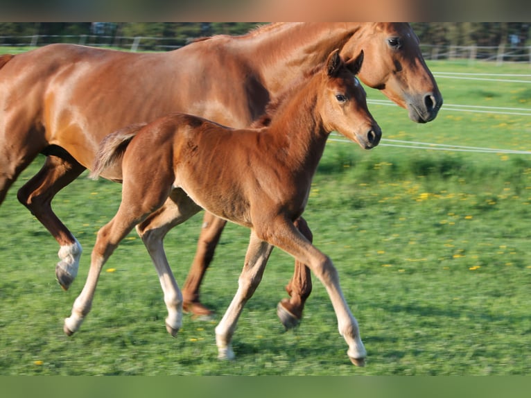 Koń oldenburski Klacz  170 cm Ciemnokasztanowata in Trockenborn