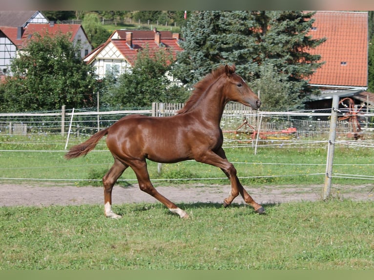 Koń oldenburski Klacz Źrebak (03/2024) 170 cm Ciemnokasztanowata in Trockenborn