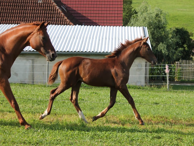 Koń oldenburski Klacz Źrebak (03/2024) 170 cm Ciemnokasztanowata in Trockenborn