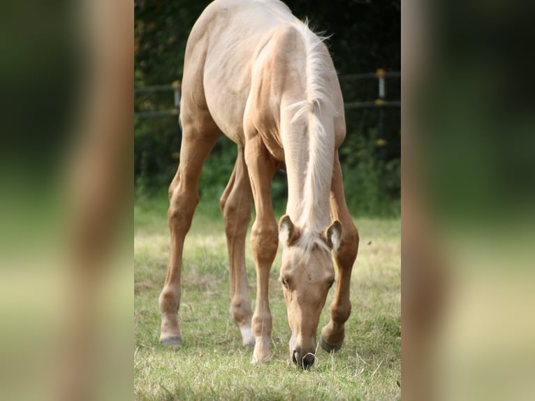 Koń oldenburski Klacz Źrebak (06/2024) 170 cm Izabelowata in Stuhr