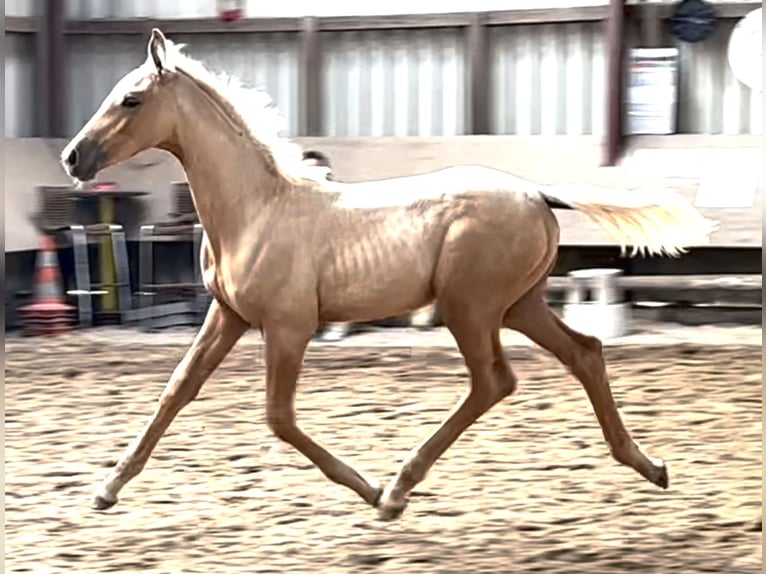 Koń oldenburski Klacz Źrebak (06/2024) 170 cm Izabelowata in Stuhr