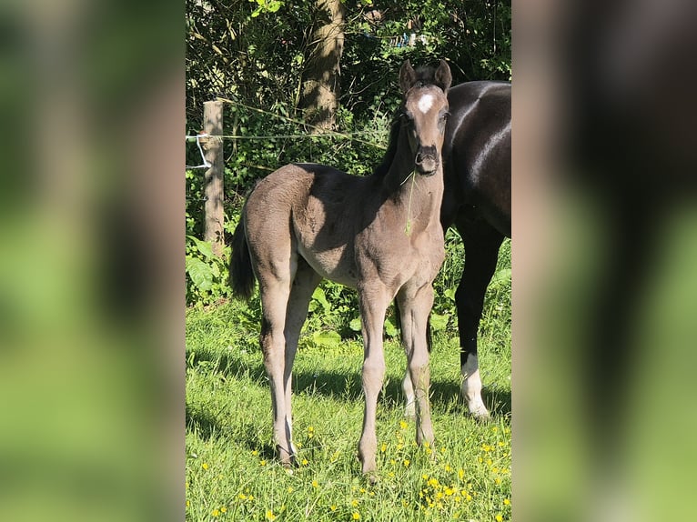 Koń oldenburski Klacz  170 cm Kara in Westerstede