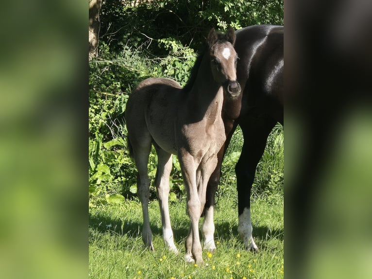 Koń oldenburski Klacz  170 cm Kara in Westerstede