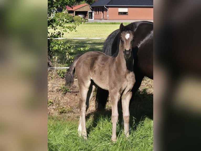 Koń oldenburski Klacz  170 cm Kara in Westerstede