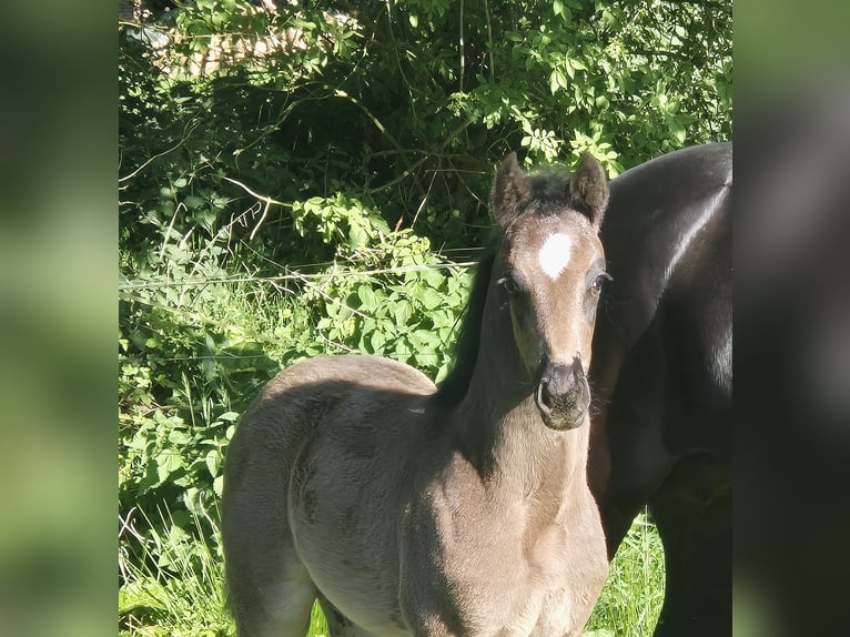 Koń oldenburski Klacz  170 cm Kara in Westerstede